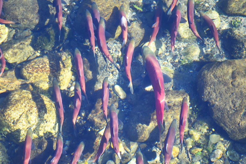 32834281_web1_221020-WLT-salmon-spawning-littlehorseflyriver_1