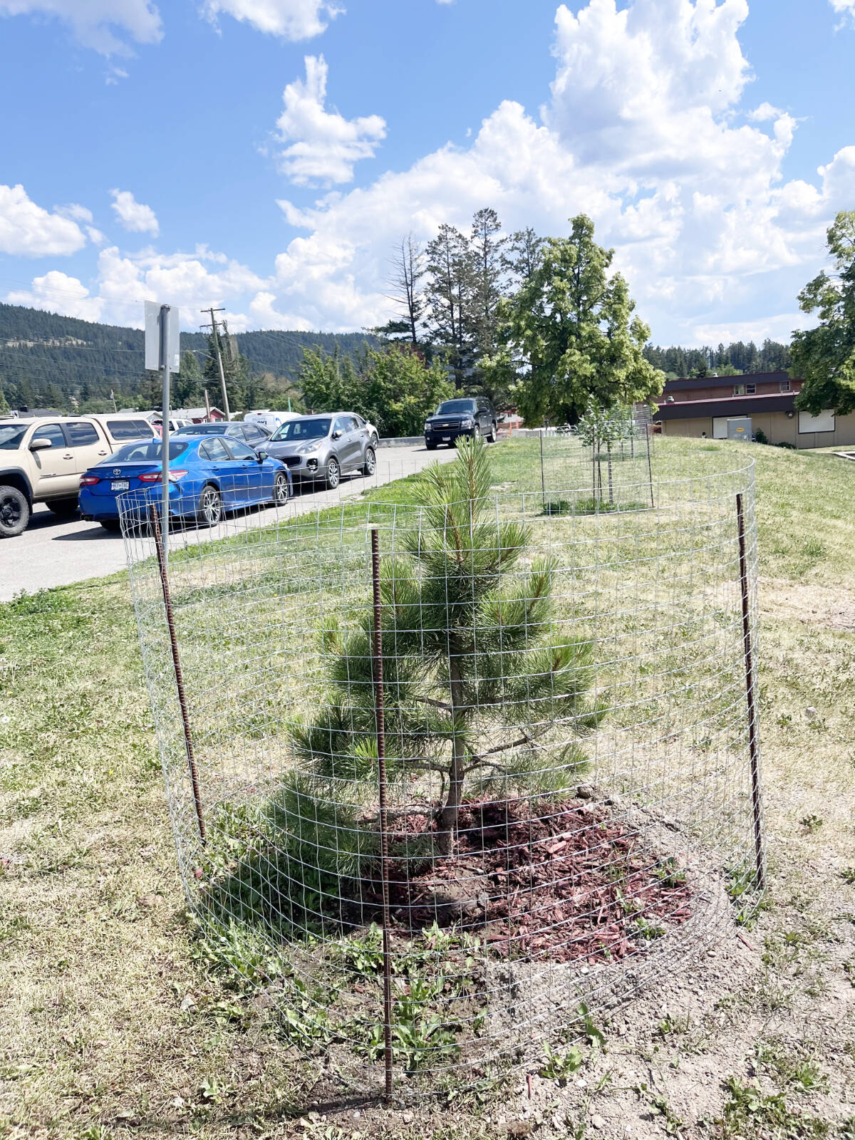 Trees some Columneetza students planted in front of the school to help better adapt the school and school grounds to increased temperatures due to climate change. (Frances McCoubrey photo)