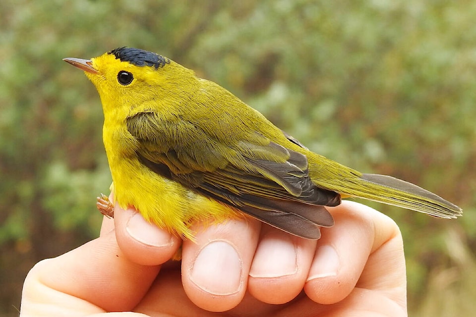 33497695_web1_230810-WLT-Tatlayoko-Bird-Observatory_2