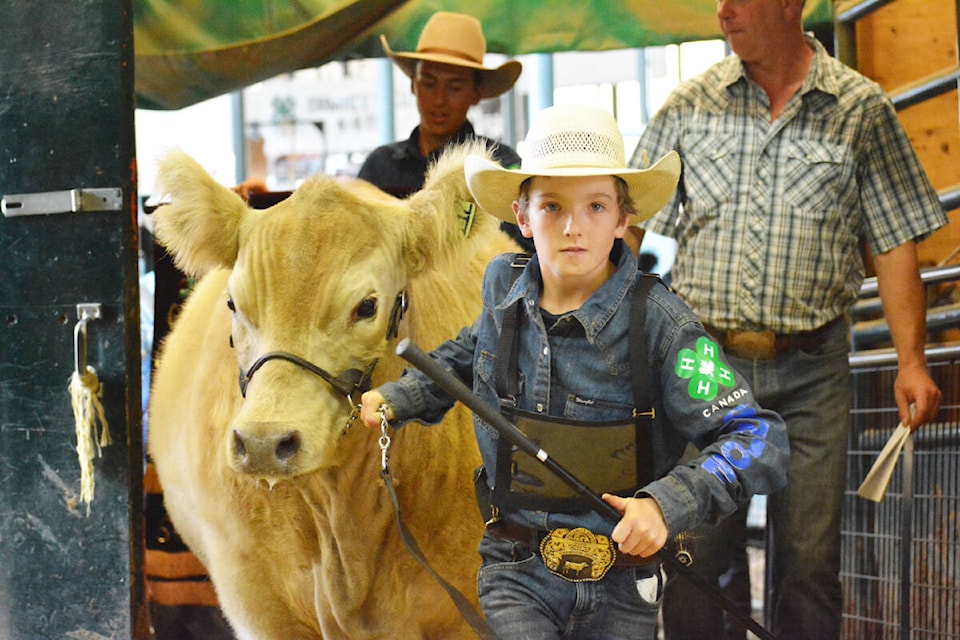 Chase Pincott with his 1,275 pound Grand Champion Steer is part of the Parade of Champions Monday, Aug. 7 at the Williams Lake and District 4-H Show and Sale. A member of the San Jose 4-H Club, the 10-year-old has been a member for two years. He lives at Buffalo Creek Ranch with his family. He entered three projects this year: a market steer, heifer and cow/calf. (Monica Lamb-Yorski photo - Williams Lake Tribune)