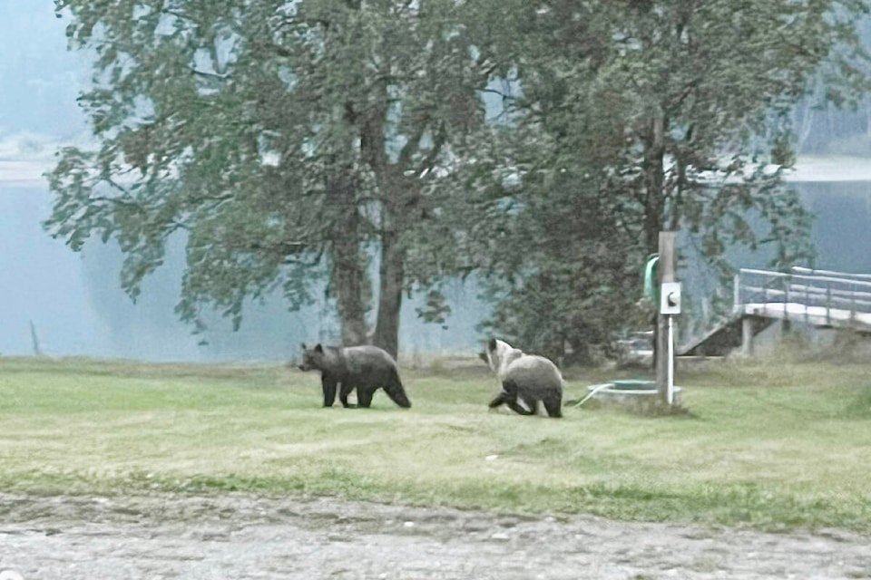 33834132_web1_230914-WLT-Grizzly-Bears_1