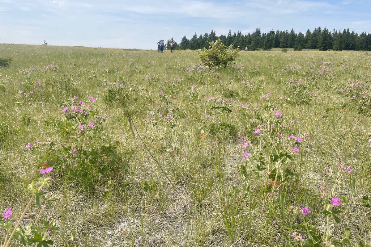 33644888_web1_230823-WLT-CASUALCOUNTRY-Grasslands_7