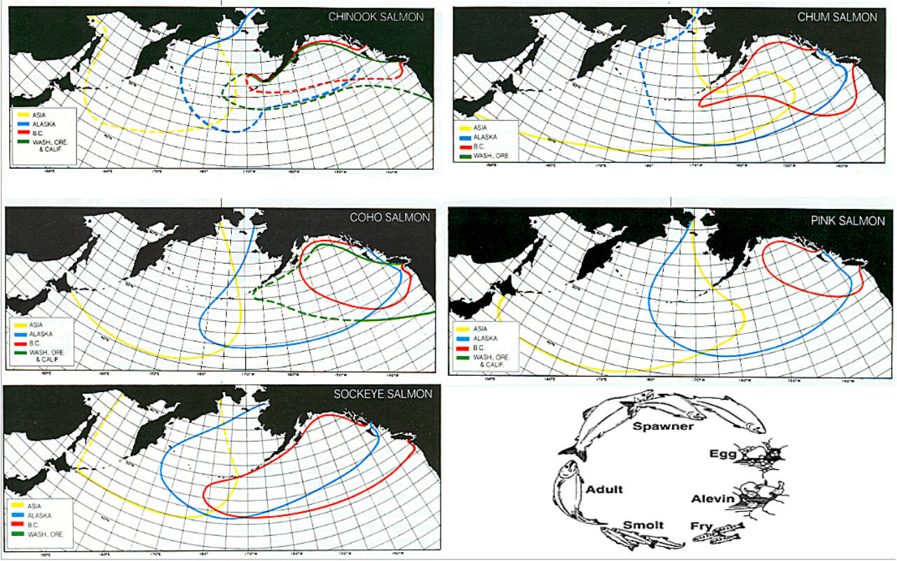 Each one of the five Pacific salmon species found in B.C.s waters has its own unique migration pattern. (Source: Department of Fisheries and Oceans)