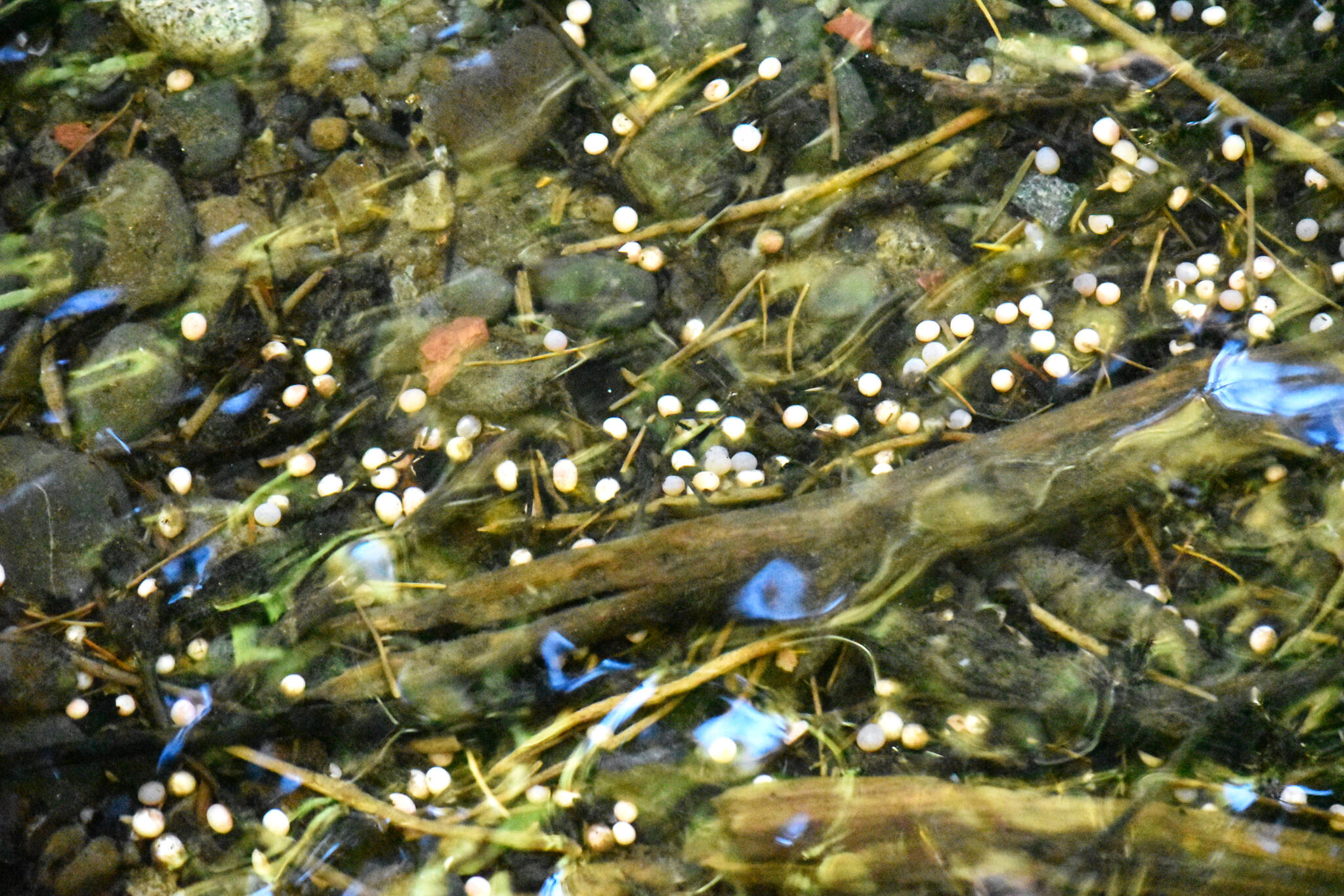 Hundreds of salmon eggs can be seen along the shoreline and creeks of the Puntledge River, on Oct. 9, 2023. (Olivier Laurin / Comox Valley Record)