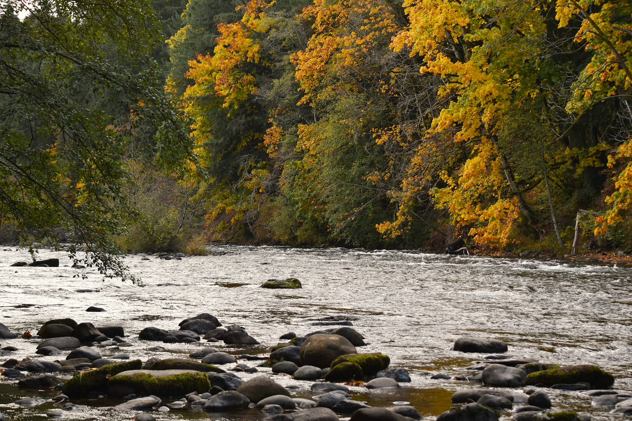 The Puntledge River, located in the heart of the Comox Valley, welcomes tens of thousands of salmon yearly for the spawning season, Oct. 9, 2023. (Olivier Laurin / Comox Valley Record)