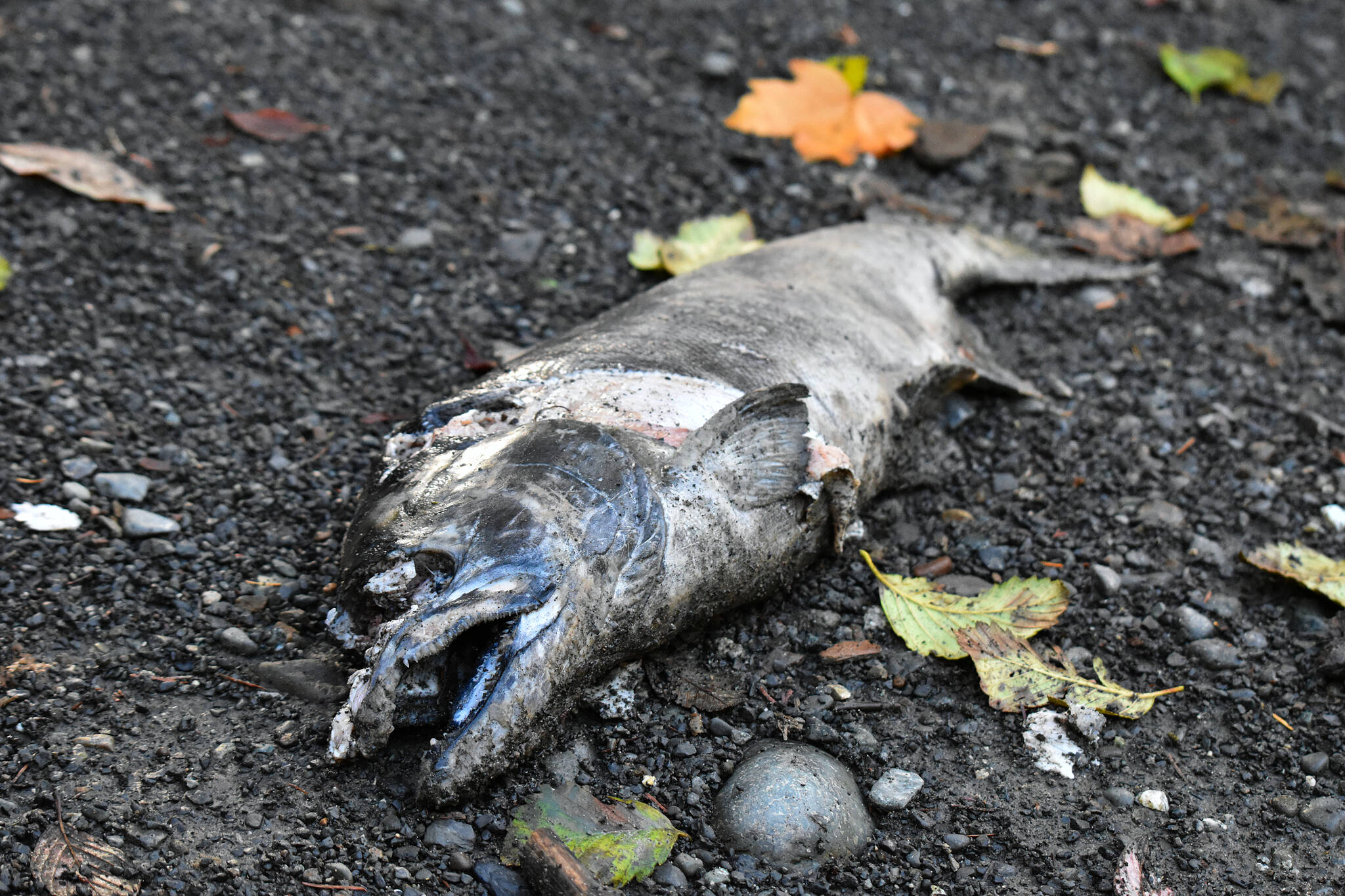 Hundreds of salmon carcasses can be found littering the shoreline of the Puntledge River during the 2023 spawning season. (Olivier Laurin / Comox Valley Record)