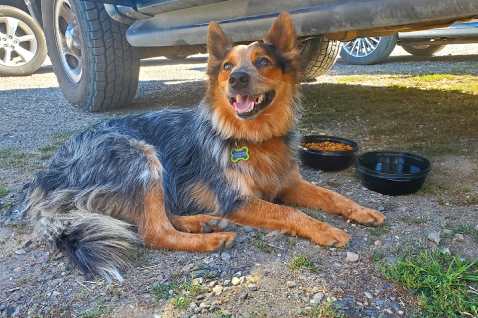 Seko, the dog who survived the Chilcotin River landslide, was reunited with his owner Friday, Aug. 2 in Williams Lake. Here is sits in the shade after she arrives to take him home. 