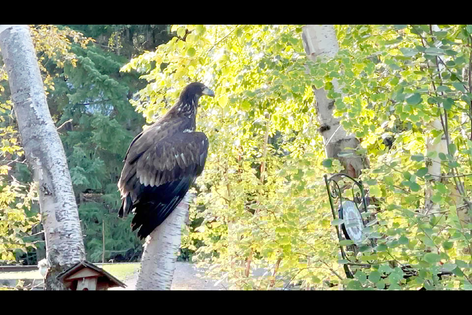 A young eagle was released in Williams Lake today one month after rescue.  