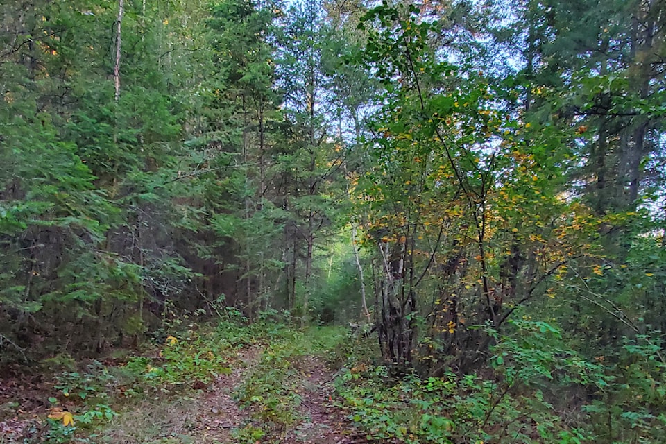 Williams Lake residents have access to walk in forests in close proximity to home. 