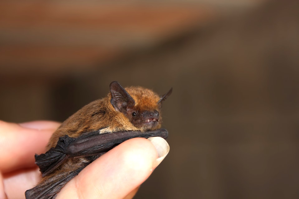 The Yukon's most common bat species, the little brown bat is distributed as far north as Dawson City. (123rf.com/Supplied)