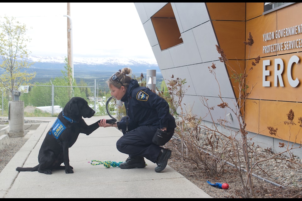 Alison Harper takes a pause to shake a paw with Thorin, the Yukon's first accredited facility dog, on June 6, 2024. Thorin is trained to sense emotions such as fear, anger, anxiety and stress in people. He supported first responders after a challenging medical call on June 5, his first big event since taking on the job in the territory.