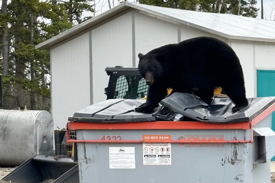 black-bear-via-yukon-conservation-officer-services-facebook-wb