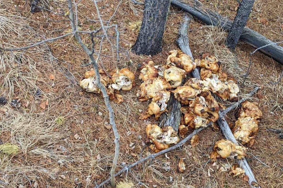 Illegally dumped rotisserie chickens, nuggets, fries at centre of Yukon probe