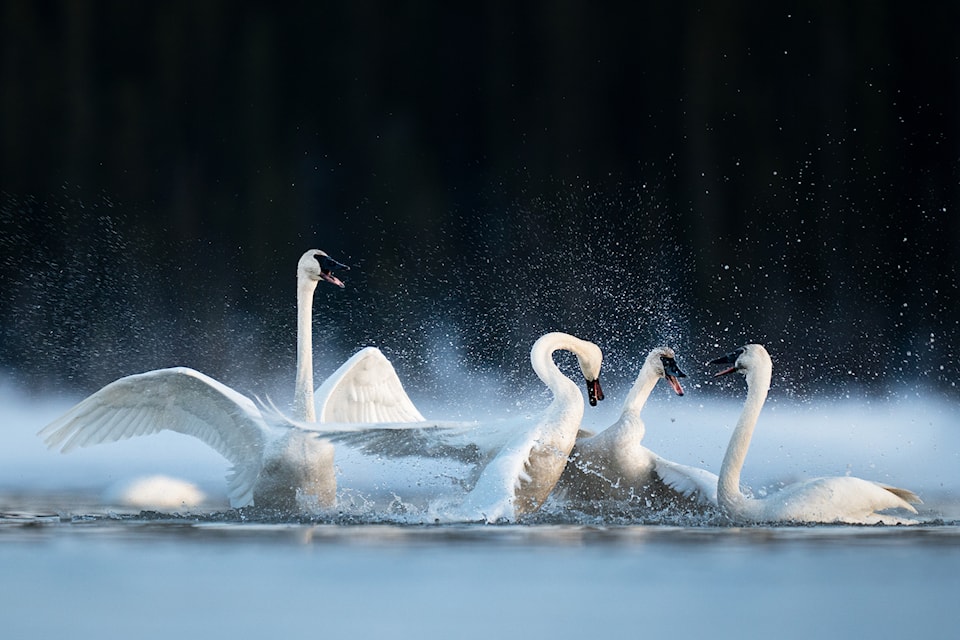 Capturing swans fighting amongst themselves was a goal that Peter Mather set out for himself when photographing their migration through the southern Yukon this spring. (Peter Mather Photo)