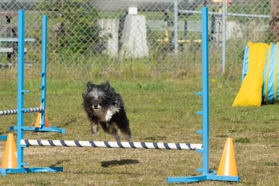 241108-ykn-news-dog-woofers-takhini-arena
