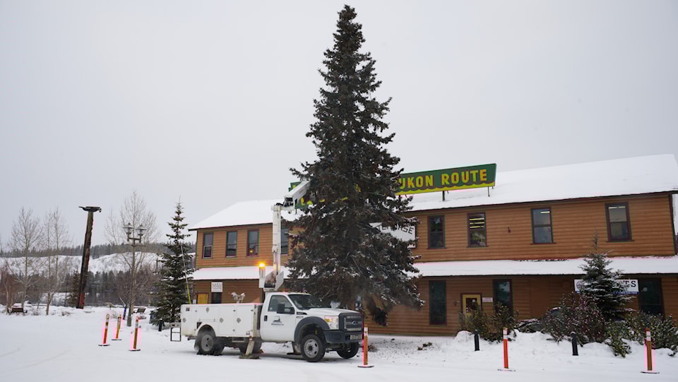 241129-ykn-main-street-tree