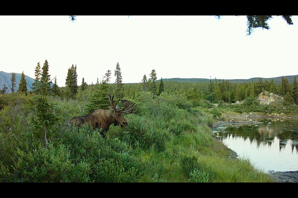 A trail camera image of a moose in the McDonald Creek area. (Submitted)