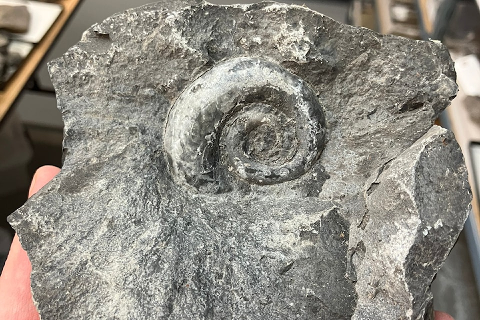250411-ykn-news-fossil