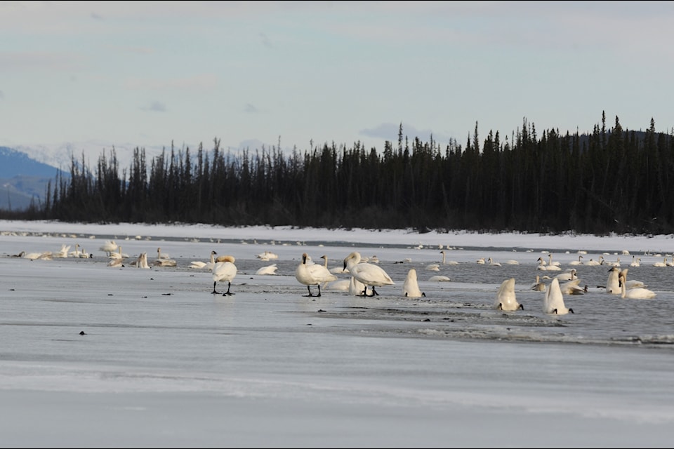 Swans gathered in M'Clintock Bay on April 14. (Jake Howarth/Yukon News)
