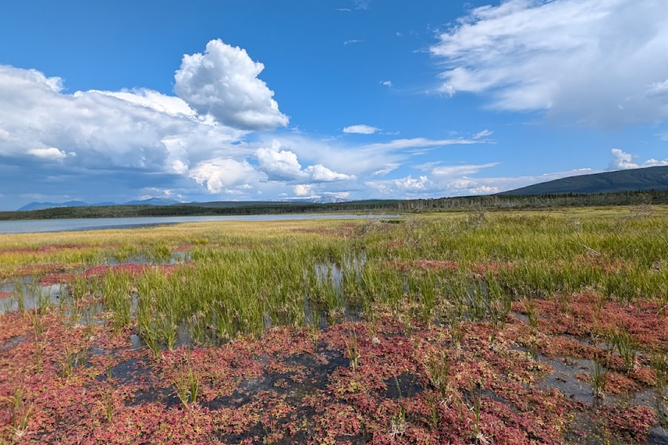 Red stands of Marsh Cinquefoil (Comarum palustre) mixed with sedges line the shores of Marsh Lake, where it meets the Tagish River. (Submitted/Denny Bohmer) 