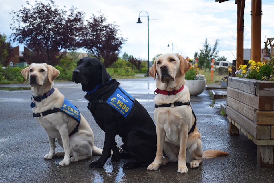 250815-pads-dogs-thorin