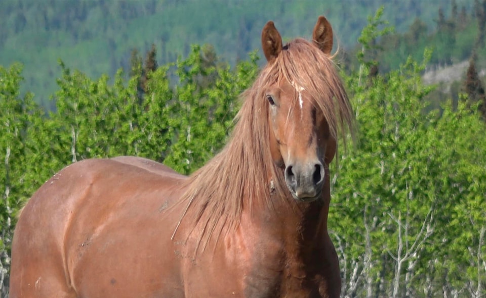 250207-ykn-news-dead-horse-scout