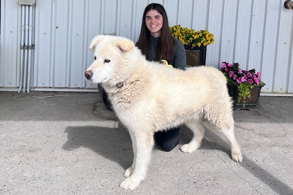 Tatonka the Malamute will soon receive a much-needed surgery thanks to the generosity of Yukoners. (Humane Society Yukon/Facebook)