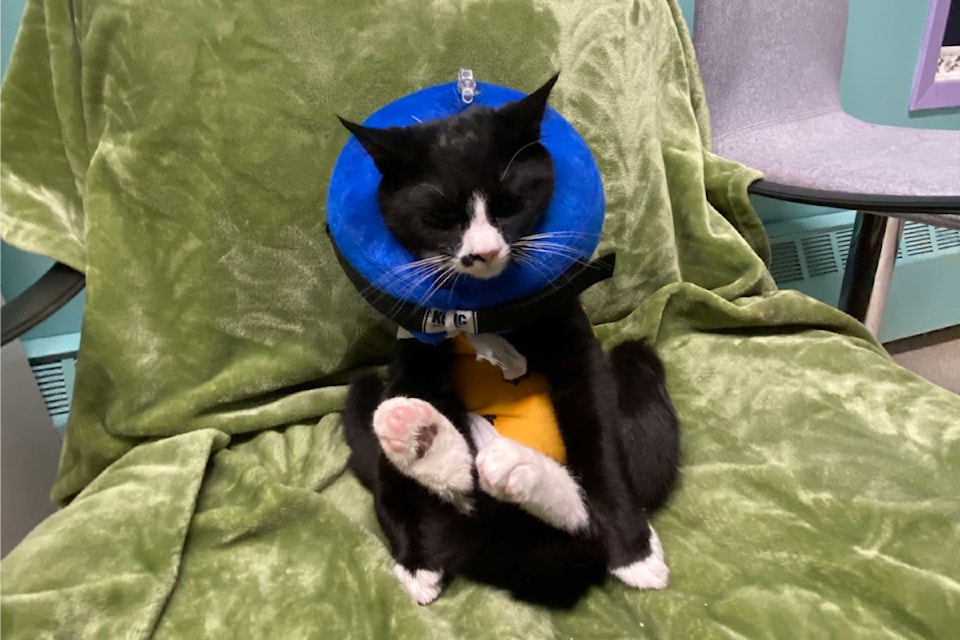 A cat at the Humane Society of the Yukon. 