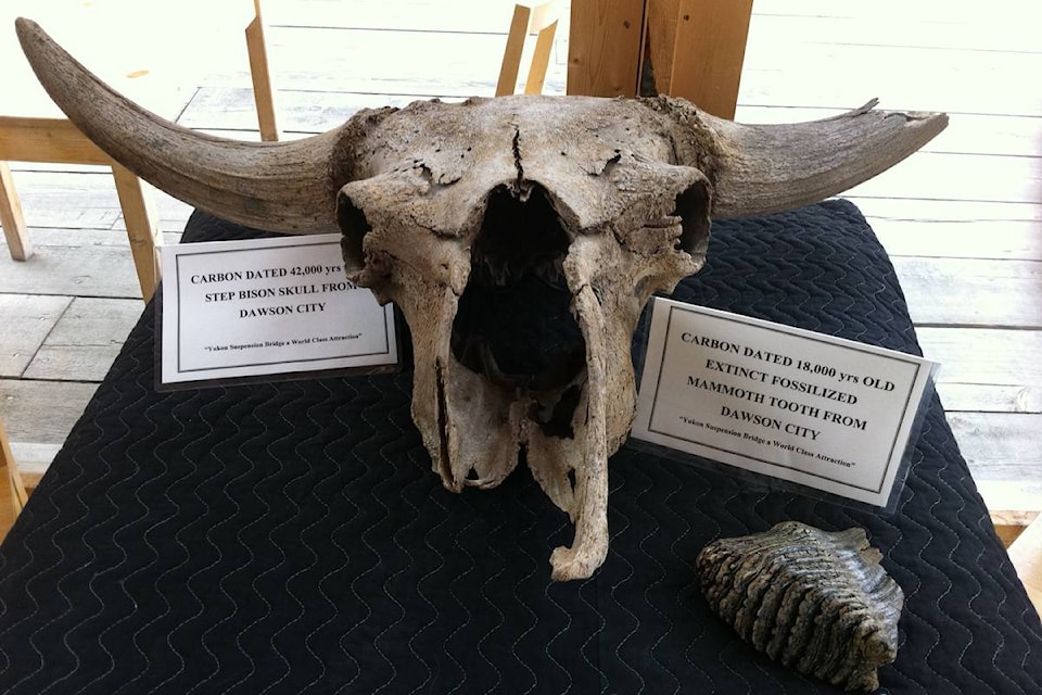 bison-skull