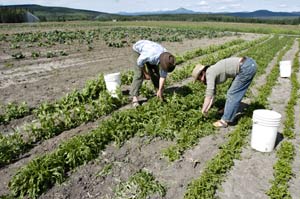 Yukon farm forced to close — for now