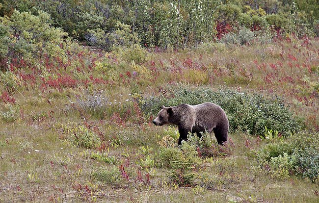 A bad year for berries and bears - Yukon News
