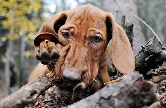 Vizsla off best sale leash