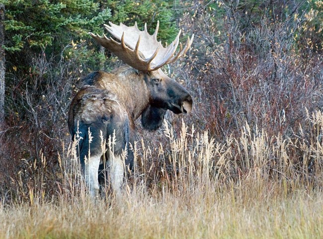 Yukon-Moose-3