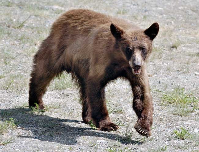 bear