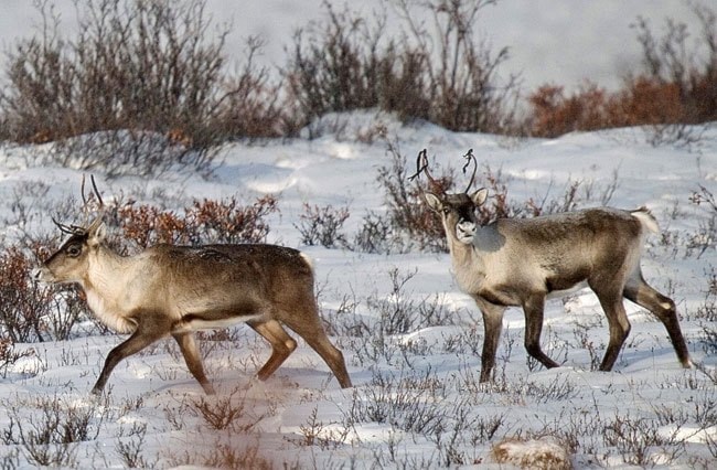 caribou