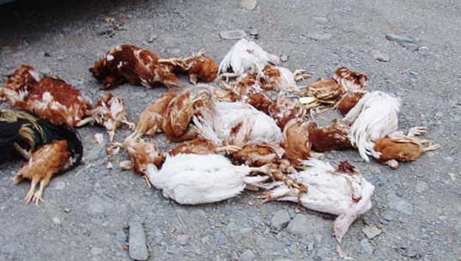 deadchickens