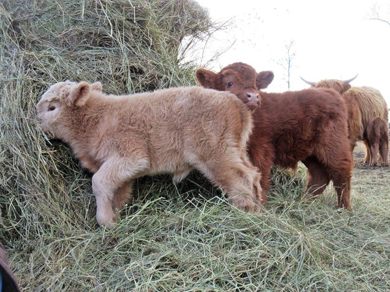 Submitted Photo/Yukon News
Livestock at the Heart Bar Ranch.