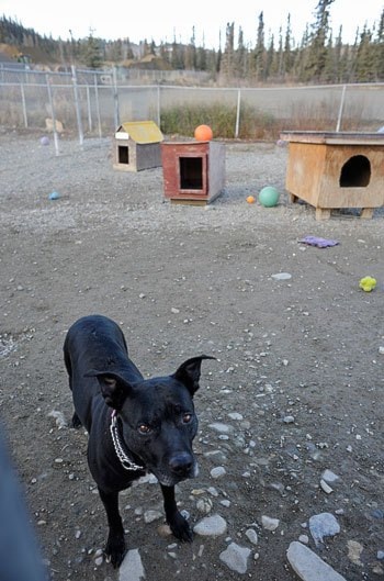 Mae bachur deals animal shelter dogs