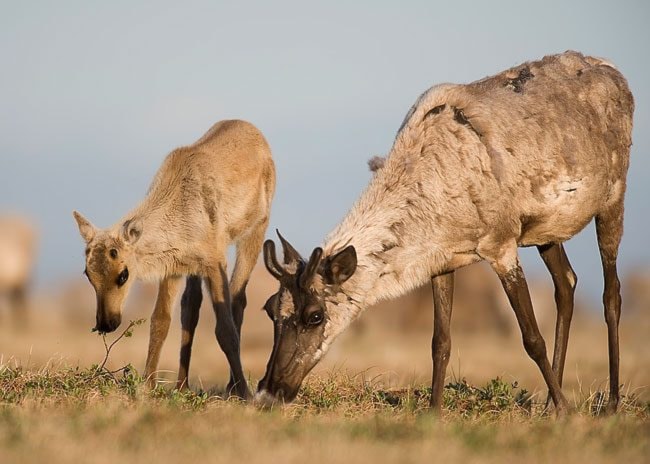 p3caribou