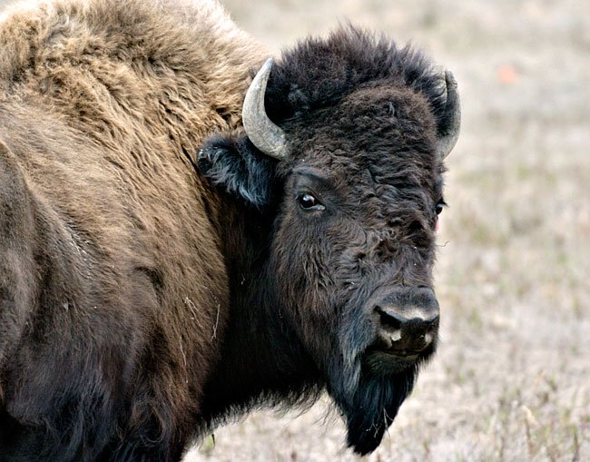 Bison population continues to boom Yukon News