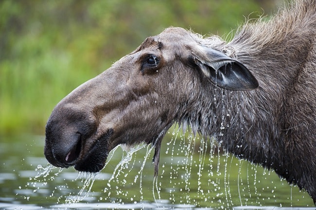 A moose feeds at McClusky Lake.