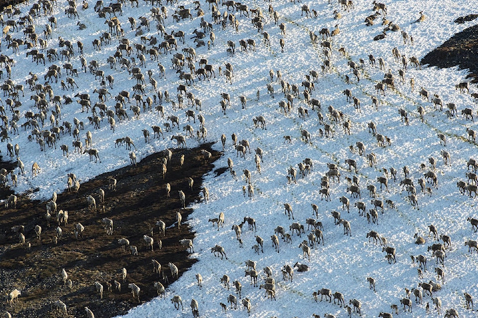 8885949_web1_171011_anwr_caribou