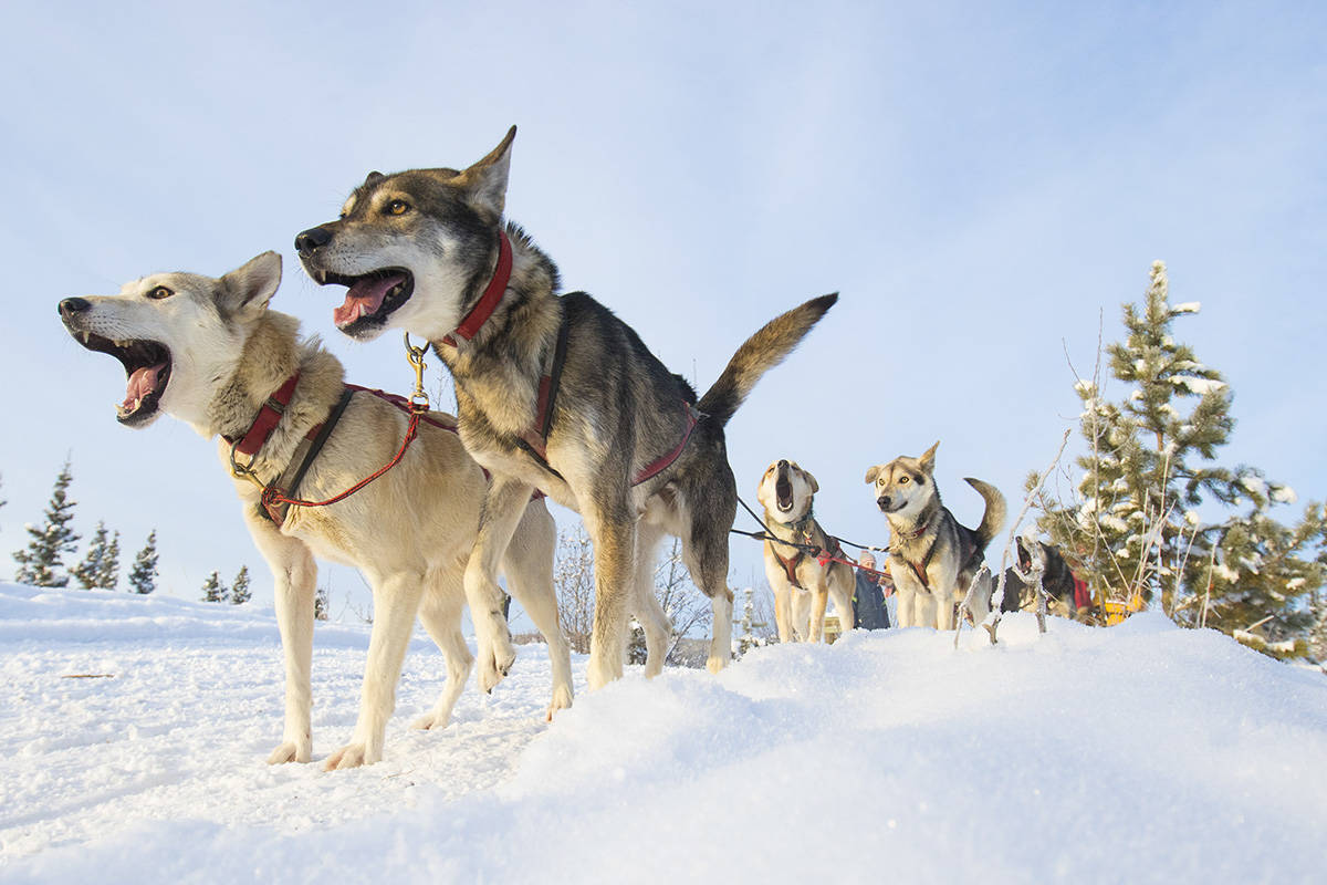 9672056_web1_17123_YKN_dog-sled-racing_354_WB