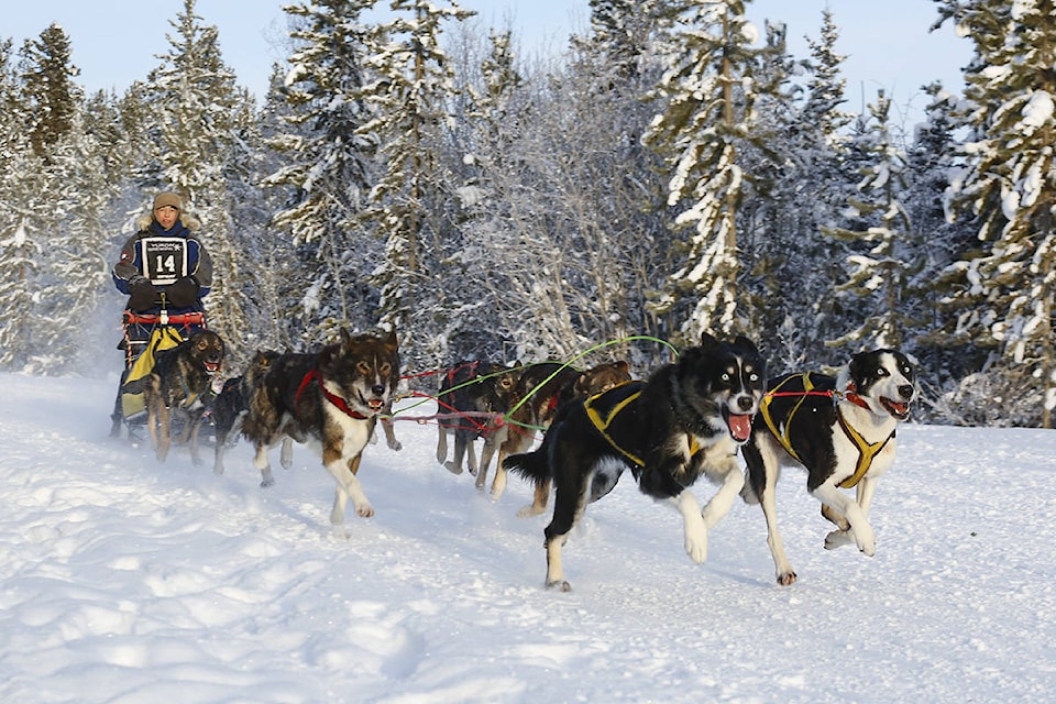 9672056_web1_20171203-YKN_dog-sledding-1132_WEB