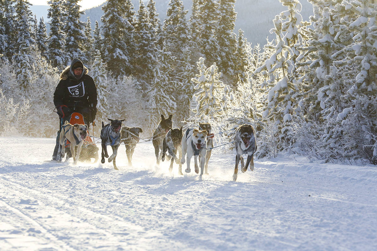 9672056_web1_20171203-YKN_dog-sledding_-Web