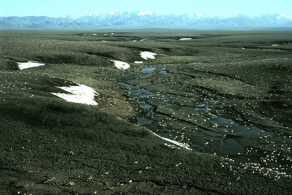 10070231_web1_Porcupine_caribou_herd_Web