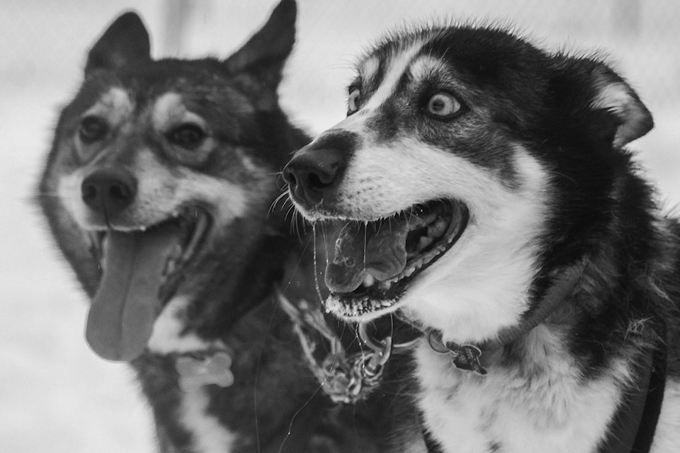 10213016_web1_20180114-YKN_dog-racing-266_bw