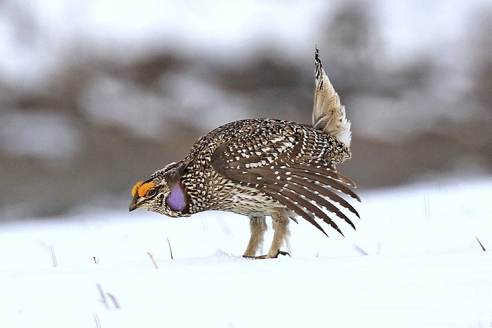 10639816_web1_Sharp-tailed_Grouse_-2-_web