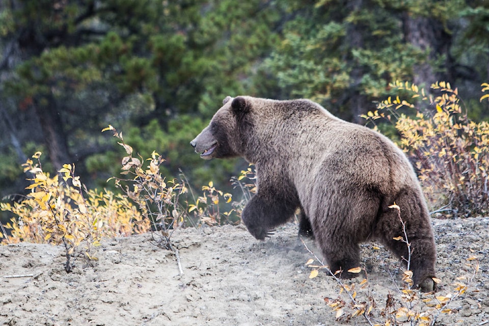 12235470_web1_Carcross_Bear_WEB