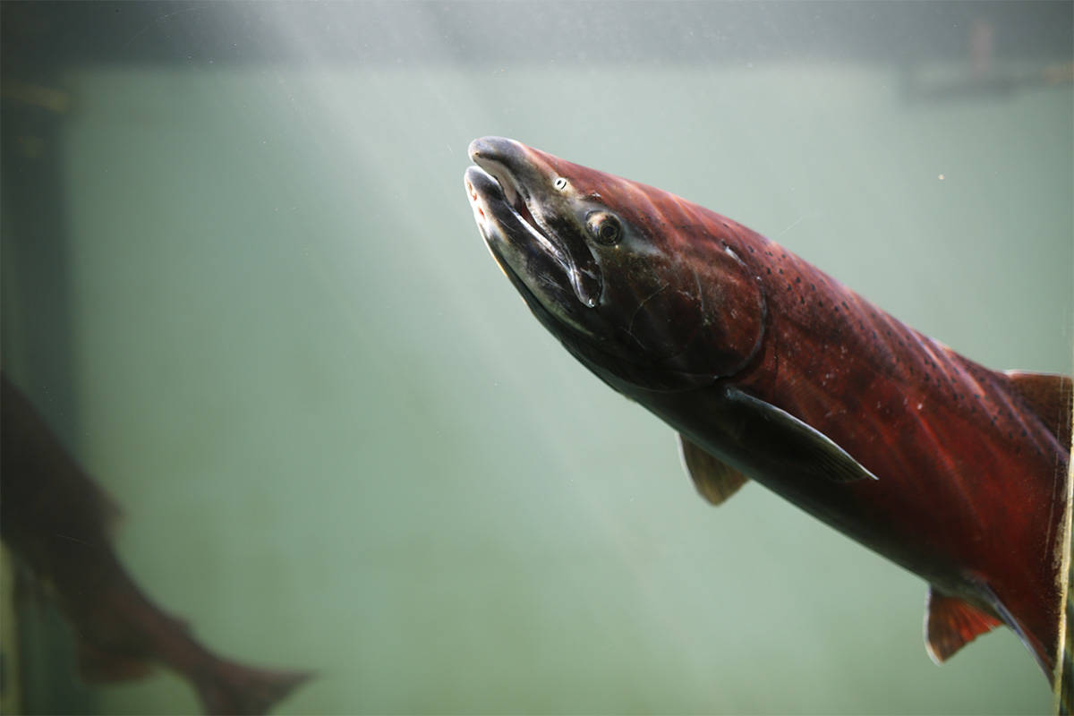 Earlyseason chinook salmon numbers on low end of forecast Yukon News